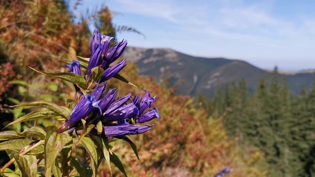 Flying little Bee on Flower in Mountains.
