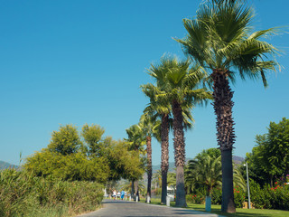 Promenade of the seaside town with palm trees