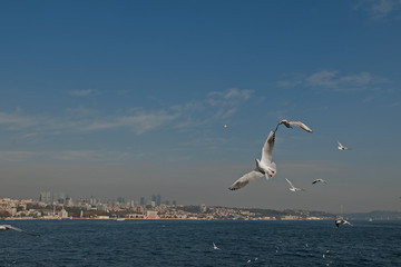 seagull in flight