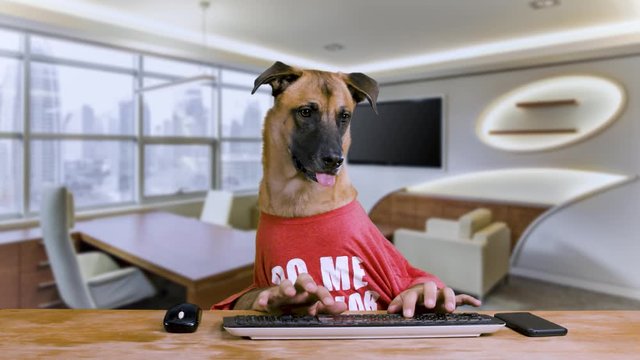 Dog with human hands sitting at his desk and playing with his phone wearing a red shirt in an office