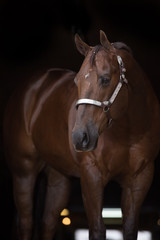 Obraz premium Chestnut Quarter Horse