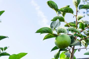 Upward view, bunch of green raw Persimmon round fruits and green leaves under blue sky, kown as Diospyros fruit, they are edible plant and tasty