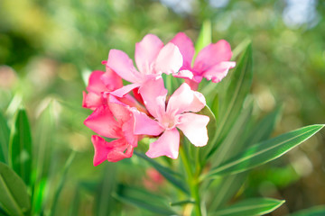 A bouquet of lovely pink petals of fragrant Sweet Oleander or Rose Bay, blooming on green leafs and blurry  background