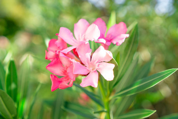 A bouquet of lovely pink petals of fragrant Sweet Oleander or Rose Bay, blooming on green leafs and blurry  background