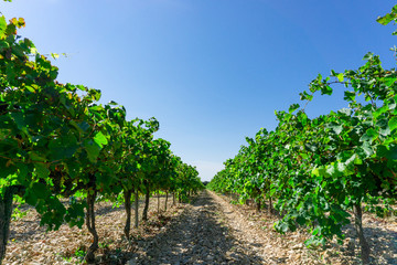 Fototapeta na wymiar Grape fruit trees in the havest season, planting in the organic vineyard farm to produce the red wine, fresh dark black ripe grape and green leafs on the branches under clear blue sk