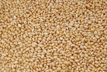 grains of Siberian cedar