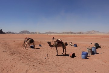Fototapeta na wymiar group of camels in the desert of Wadi Rum