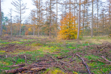 Path in a forest in fall colors in sunlight in autumn