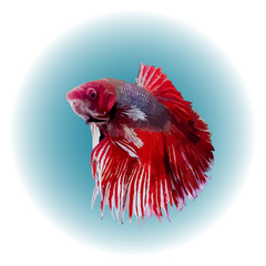 Obraz premium Illustration of a Thai fighting fish on paper. Fish swimming in water