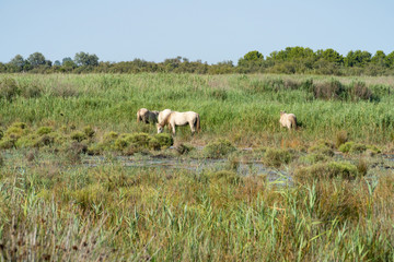 Obraz premium Wild horses standing in a field under the blue sky