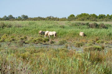 Wild horses standing in a field under the blue sky