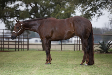 Chestnut Quarter Horse