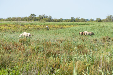 Wild horses standing in a field under the blue sky