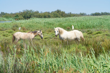 Wild horses standing in a field under the blue sky, birds siting on their back