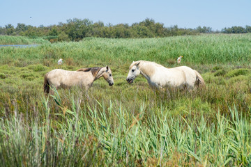 Wild horses standing in a field under the blue sky, birds siting on their back