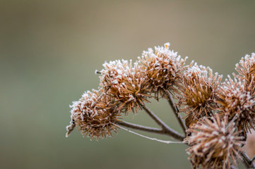 Obraz premium golden colored autumn leaves in nature