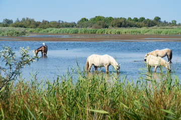 Wild horses standing in water, drinking under the blue sky
