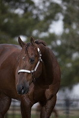 Chestnut Quarter Horse