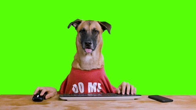 Dog with human hands sitting at his desk and typing on his computer wearing a red shirt on a green background - 2 shots