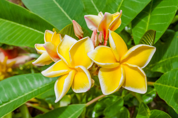 yellow flower, frangipani, plumeria 