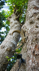 A Wild Squirrel Hanging On Tree