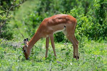 Impala ram in African safari, Tanzania