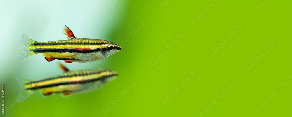 Wall mural Two exotic aquarium fishes Dwarf Pencilfish Nannostomus marginatus macro view. Green aquarium background. copy space. selective focus