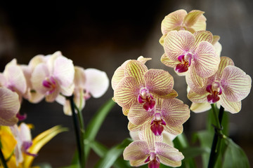 Fototapeta na wymiar beautiful orchid macro flower pink