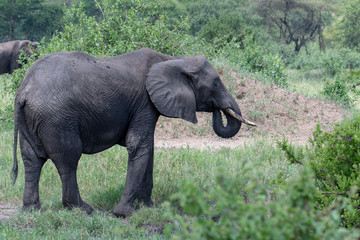 African elephant in the wild in the savannah in africa.