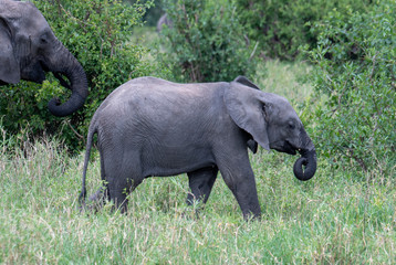 Fototapeta premium African elephant in the wild in the savannah in africa.