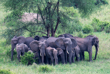 elefant group in africa