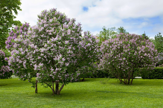 Blossoming Syringa vulgaris lilacs bush. Beautiful springtime park landscape with bunches of violet purple flowers. lilac blooming plant, soft focus photo