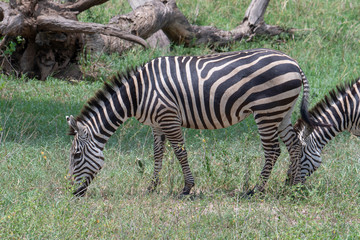 Fototapeta na wymiar Zebra in the grass nature habitat, Tanzania