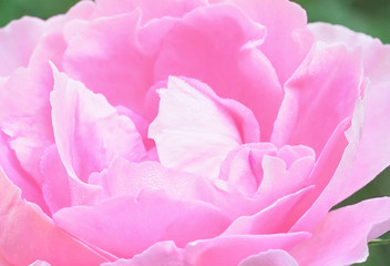 Closeup beautiful pink rose is blooming at the garden in the mor