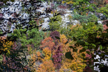 Forest in autumn, foliage of trees, colors in nature