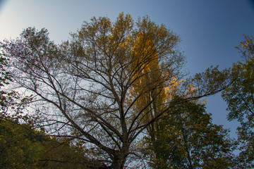 Forest in autumn, foliage of trees, colors in nature