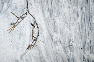 artistic shapes of seaweed at seashore