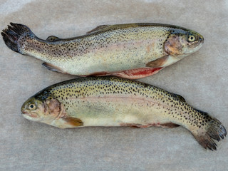 fresh rainbow trouts (Oncorhynchus mykiss)
