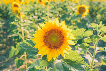Fototapeta premium Sunflower natural background. Close up view of sunflowers in bloom. Sunflowers field at sunset. 
