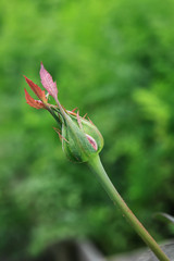 Unopened rosebud on a Bush
