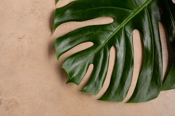 Green branch monstera top view © Olha Afanasieva