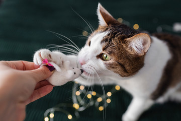 A cat is playing and biting a white toy mouse or a rat with christmas lights background. Year of the white rat, chinese new year and horoscope concept. Organic toys concept. Wool toys.