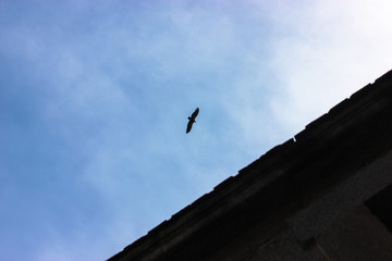 The bird flies in the sky