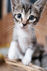 Cute gray kitten close-up. Pet, veterinary care.