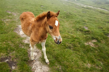 A foal with a white spot on his forehead walks in the pasture at a foggy summer day