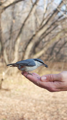 Feeding birds in the Park. The bird sits on the man's arm. Nuthatch eating seeds from the hand with copy space.