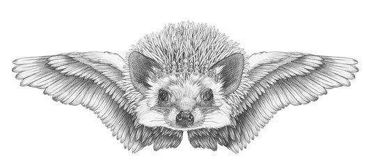 Portrait of Hedgehog with wings. Hand drawn illustration. 