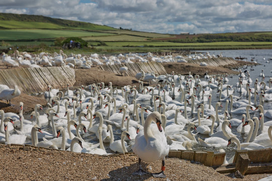 Flock of swans during feeding time at Abbotsbury swannery in Dorset, United Kingdom