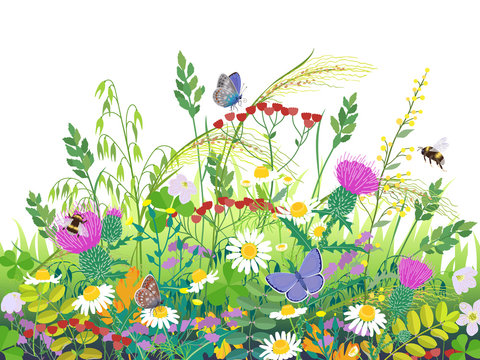 Summer Meadow Plants  and Insects