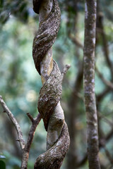 bark tree pattern wooden spiry